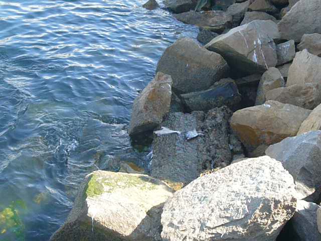 Sea lions
